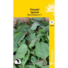 Spinach Red Kitten F1