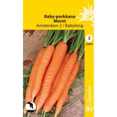 Baby  carrot Amsterdam 2