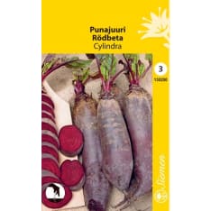 Red beet Cylindra