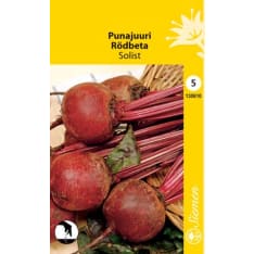 Red beet Solist