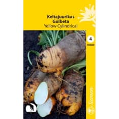 Golden beet Yellow Cylindrical