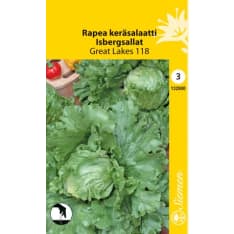 Iceberg lettuce Great Lakes 118