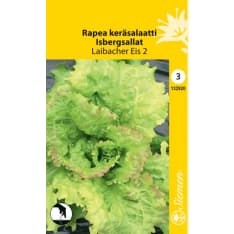 Iceberg lettuce Laibacher Eis 2