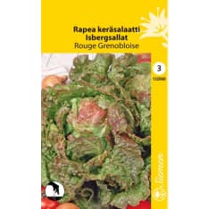 Iceberg lettuce Rouge Grenobloise