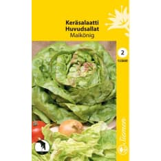 Keräsalaatti Maikönig siemen