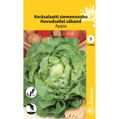 Head lettuce seedtape Appia