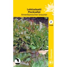 Loose leaved lettuce Amerikanischer brauner