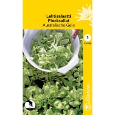 Loose leaved lettuce Australische Gele