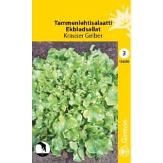 Oak leaved lettuce Krauser Gelber