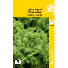 Loose leaved lettuce Grand Rapids