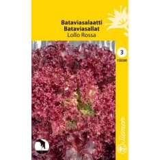 Curly leaved lettuce Lollo Rossa