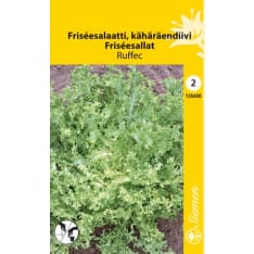 Frisee-salaatti Ruffec / De Meaux siemen