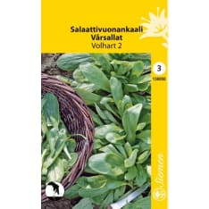 Corn salad Volhart 2