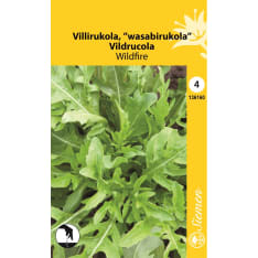 Wild rucola Wildfire