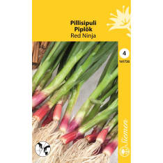 Welsh onion Red Ninja