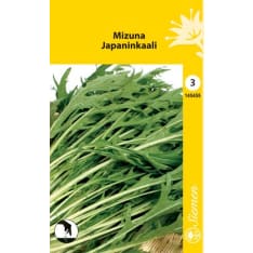 Mizuna