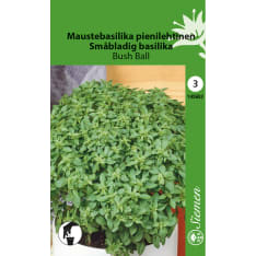 Maustebasilika Bush ball,pieni lehti siemen