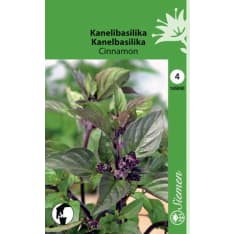 Cinnamon basil