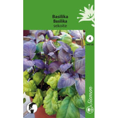 Basilika sekoite siemen