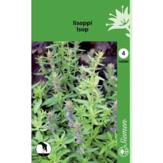 Herb hyssop