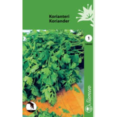 Korianteri  siemen