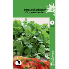 Sitruunakorianteri siemen