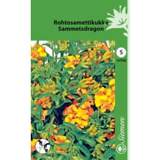 Rohtosamettikukka siemen