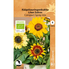 Luomu kääpiöauringonk Compact spray siemen