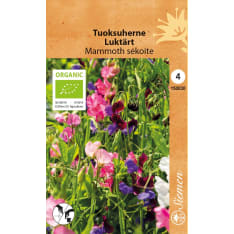 Luomu tuoksuherne Mammoth sekoite siemen