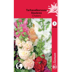 Common hollyhock Chaters