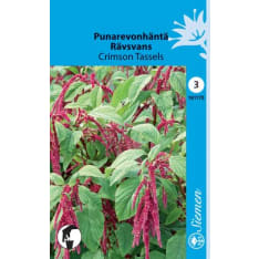 Love-lies-bleeding Crimson Tassels