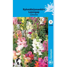 Common snapdragon mix