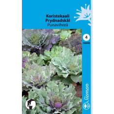 Decorative kale red and green