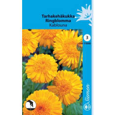 Common marigold Kablouna