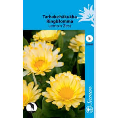 Common marigold Lemon Zest