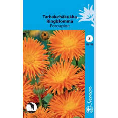 Common marigold Porcupine