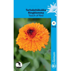 Common marigold Touch of Red