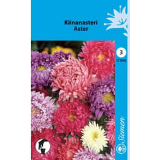 Annual aster American bush aster