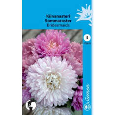 Annual aster Bridesmaids