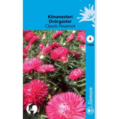 Annual aster Classic Feuerrot