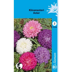 Annual aster Dwarf aster mix