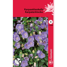 Carpathian harebell blue