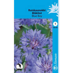 Ruiskaunokki Blue Boy sininen siemen