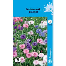 Ruiskaunokki sekoite siemen