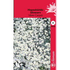 Snow-in-Summer Silver Carpet