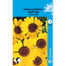Keltasuvikakkara Eldorado siemen