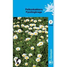Peikonkakkara siemen