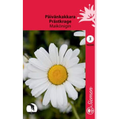 Ox-eye daisy Maikönigin