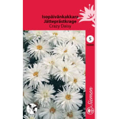 Giant daisy Crazy Daisy