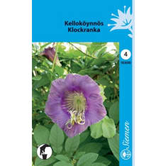 Cup-and-saucer vine blue